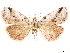  ( - CCDB-33581-C12)  @13 [ ] CreativeCommons - Attribution (2019) CBG Photography Group Centre for Biodiversity Genomics