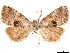  ( - CCDB-33581-D02)  @11 [ ] CreativeCommons - Attribution (2019) CBG Photography Group Centre for Biodiversity Genomics