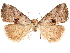  ( - CCDB-33581-D04)  @11 [ ] CreativeCommons - Attribution (2019) CBG Photography Group Centre for Biodiversity Genomics