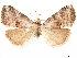  ( - CCDB-33581-D05)  @11 [ ] CreativeCommons - Attribution (2019) CBG Photography Group Centre for Biodiversity Genomics