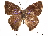  ( - CCDB-33581-E02)  @11 [ ] CreativeCommons - Attribution (2019) CBG Photography Group Centre for Biodiversity Genomics