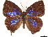  ( - CCDB-33581-E03)  @11 [ ] CreativeCommons - Attribution (2019) CBG Photography Group Centre for Biodiversity Genomics