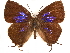  ( - CCDB-33581-E04)  @11 [ ] CreativeCommons - Attribution (2019) CBG Photography Group Centre for Biodiversity Genomics