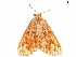  ( - CCDB-33581-F07)  @11 [ ] CreativeCommons - Attribution (2019) CBG Photography Group Centre for Biodiversity Genomics