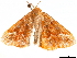  ( - CCDB-33581-F08)  @11 [ ] CreativeCommons - Attribution (2019) CBG Photography Group Centre for Biodiversity Genomics