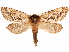  ( - CCDB-33581-H01)  @11 [ ] CreativeCommons - Attribution (2019) CBG Photography Group Centre for Biodiversity Genomics