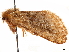  ( - CCDB-33581-H02)  @11 [ ] CreativeCommons - Attribution (2019) CBG Photography Group Centre for Biodiversity Genomics