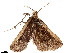  (Gizama - CCDB-33582-A01)  @11 [ ] CreativeCommons - Attribution (2019) CBG Photography Group Centre for Biodiversity Genomics