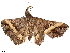  (Salia brevilinealis - CCDB-33582-A02)  @11 [ ] CreativeCommons - Attribution (2019) CBG Photography Group Centre for Biodiversity Genomics