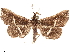 (Salia albivia - CCDB-33582-A03)  @11 [ ] CreativeCommons - Attribution (2019) CBG Photography Group Centre for Biodiversity Genomics