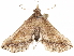  ( - CCDB-33582-A08)  @11 [ ] CreativeCommons - Attribution (2019) CBG Photography Group Centre for Biodiversity Genomics