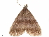  ( - CCDB-33582-B07)  @11 [ ] CreativeCommons - Attribution (2019) CBG Photography Group Centre for Biodiversity Genomics