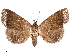  ( - CCDB-33582-B09)  @11 [ ] CreativeCommons - Attribution (2019) CBG Photography Group Centre for Biodiversity Genomics