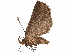  ( - CCDB-33582-C01)  @11 [ ] CreativeCommons - Attribution (2019) CBG Photography Group Centre for Biodiversity Genomics