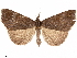  (Nicetas antonialis - CCDB-33582-C03)  @11 [ ] CreativeCommons - Attribution (2019) CBG Photography Group Centre for Biodiversity Genomics