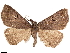  (Nicetas bathalis - CCDB-33582-C04)  @11 [ ] CreativeCommons - Attribution (2019) CBG Photography Group Centre for Biodiversity Genomics