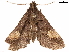  ( - CCDB-33582-C06)  @11 [ ] CreativeCommons - Attribution (2019) CBG Photography Group Centre for Biodiversity Genomics