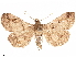  (Rejectaria chisena - CCDB-33582-C08)  @11 [ ] CreativeCommons - Attribution (2019) CBG Photography Group Centre for Biodiversity Genomics