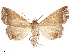  ( - CCDB-33582-C09)  @11 [ ] CreativeCommons - Attribution (2019) CBG Photography Group Centre for Biodiversity Genomics