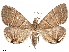  (Rejectaria theclalis - CCDB-33582-C10)  @11 [ ] CreativeCommons - Attribution (2019) CBG Photography Group Centre for Biodiversity Genomics