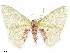  ( - CCDB-33582-E01)  @11 [ ] CreativeCommons - Attribution (2019) CBG Photography Group Centre for Biodiversity Genomics