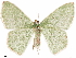  ( - CCDB-33582-E04)  @11 [ ] CreativeCommons - Attribution (2019) CBG Photography Group Centre for Biodiversity Genomics