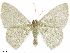  ( - CCDB-33582-E05)  @11 [ ] CreativeCommons - Attribution (2019) CBG Photography Group Centre for Biodiversity Genomics