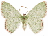  ( - CCDB-33582-E07)  @11 [ ] CreativeCommons - Attribution (2019) CBG Photography Group Centre for Biodiversity Genomics