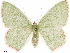  ( - CCDB-33582-E08)  @11 [ ] CreativeCommons - Attribution (2019) CBG Photography Group Centre for Biodiversity Genomics