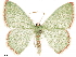  ( - CCDB-33582-E09)  @11 [ ] CreativeCommons - Attribution (2019) CBG Photography Group Centre for Biodiversity Genomics
