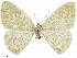  (Nemoria pistacearia - CCDB-33582-F02)  @11 [ ] CreativeCommons - Attribution (2019) CBG Photography Group Centre for Biodiversity Genomics