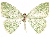  ( - CCDB-33582-F03)  @11 [ ] CreativeCommons - Attribution (2019) CBG Photography Group Centre for Biodiversity Genomics