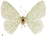  ( - CCDB-33582-F04)  @11 [ ] CreativeCommons - Attribution (2019) CBG Photography Group Centre for Biodiversity Genomics