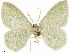  ( - CCDB-33582-F05)  @11 [ ] CreativeCommons - Attribution (2019) CBG Photography Group Centre for Biodiversity Genomics