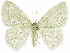  ( - CCDB-33582-F06)  @11 [ ] CreativeCommons - Attribution (2019) CBG Photography Group Centre for Biodiversity Genomics