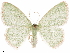  ( - CCDB-33582-F07)  @11 [ ] CreativeCommons - Attribution (2019) CBG Photography Group Centre for Biodiversity Genomics