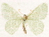  ( - CCDB-33582-F08)  @11 [ ] CreativeCommons - Attribution (2019) CBG Photography Group Centre for Biodiversity Genomics