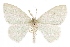  ( - CCDB-33582-F09)  @11 [ ] CreativeCommons - Attribution (2019) CBG Photography Group Centre for Biodiversity Genomics