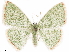  (Nemoria outina - CCDB-33582-F10)  @14 [ ] CreativeCommons - Attribution (2019) CBG Photography Group Centre for Biodiversity Genomics