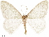  ( - CCDB-33582-G01)  @11 [ ] CreativeCommons - Attribution (2019) CBG Photography Group Centre for Biodiversity Genomics