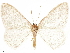  ( - CCDB-33582-G02)  @11 [ ] CreativeCommons - Attribution (2019) CBG Photography Group Centre for Biodiversity Genomics