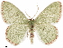  ( - CCDB-33582-G03)  @11 [ ] CreativeCommons - Attribution (2019) CBG Photography Group Centre for Biodiversity Genomics