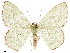  ( - CCDB-33582-G04)  @11 [ ] CreativeCommons - Attribution (2019) CBG Photography Group Centre for Biodiversity Genomics