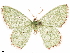  ( - CCDB-33582-G05)  @11 [ ] CreativeCommons - Attribution (2019) CBG Photography Group Centre for Biodiversity Genomics
