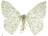  (Nemoria zelotes - CCDB-33582-G10)  @14 [ ] CreativeCommons - Attribution (2019) CBG Photography Group Centre for Biodiversity Genomics