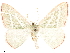  (Nemoria splendidaria - CCDB-33582-H02)  @14 [ ] CreativeCommons - Attribution (2019) CBG Photography Group Centre for Biodiversity Genomics