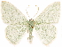  (Nemoria strigataria - CCDB-33582-H03)  @15 [ ] CreativeCommons - Attribution (2019) CBG Photography Group Centre for Biodiversity Genomics