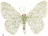 ( - CCDB-33582-H04)  @14 [ ] CreativeCommons - Attribution (2019) CBG Photography Group Centre for Biodiversity Genomics