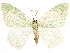  ( - CCDB-33582-H09)  @11 [ ] CreativeCommons - Attribution (2019) CBG Photography Group Centre for Biodiversity Genomics