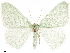  ( - CCDB-33582-H10)  @11 [ ] CreativeCommons - Attribution (2019) CBG Photography Group Centre for Biodiversity Genomics